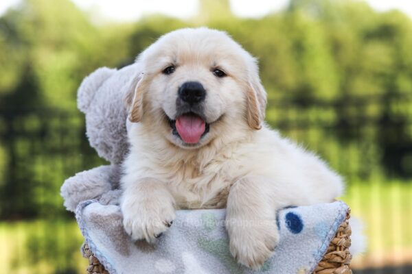 Image of Jett, a Golden Retriever puppy