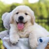Image of Jett, a Golden Retriever puppy