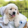 Image of Jett, a Golden Retriever puppy