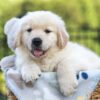 Image of Jett, a Golden Retriever puppy