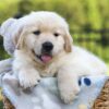 Image of Jett, a Golden Retriever puppy