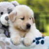 Image of Jordan, a Golden Retriever puppy