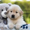 Image of Jordan, a Golden Retriever puppy