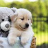 Image of Jordan, a Golden Retriever puppy
