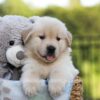 Image of Jordan, a Golden Retriever puppy