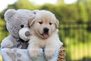 Image of Jordan, a Golden Retriever puppy