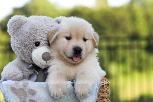 Image of Jordan, a Golden Retriever puppy