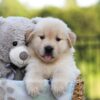 Image of Jordan, a Golden Retriever puppy