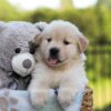 Image of Jordan, a Golden Retriever puppy
