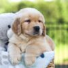Image of Juno, a Golden Retriever puppy