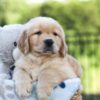 Image of Juno, a Golden Retriever puppy