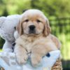 Image of Juno, a Golden Retriever puppy
