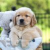 Image of Juno, a Golden Retriever puppy