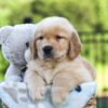 Image of Juno, a Golden Retriever puppy