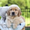Image of Juno, a Golden Retriever puppy