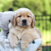 Image of Juno, a Golden Retriever puppy