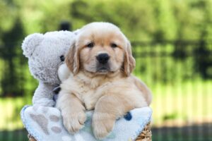 Image of Juno, a Golden Retriever puppy