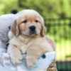 Image of Juno, a Golden Retriever puppy