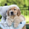 Image of Juno, a Golden Retriever puppy