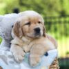 Image of Juno, a Golden Retriever puppy