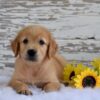 Image of Kade, a Golden Retriever puppy