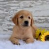 Image of Kade, a Golden Retriever puppy