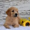 Image of Kade, a Golden Retriever puppy