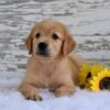 Image of Kade, a Golden Retriever puppy
