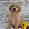 Image of Kade, a Golden Retriever puppy