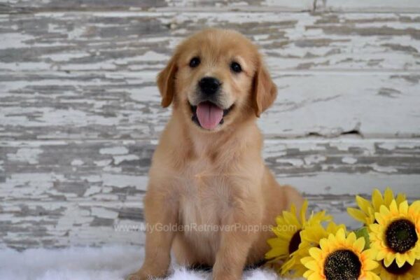 Image of Kade, a Golden Retriever puppy