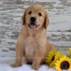 Image of Kade, a Golden Retriever puppy