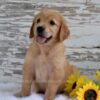 Image of Kade, a Golden Retriever puppy