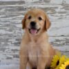 Image of Kade, a Golden Retriever puppy