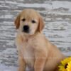 Image of Kai, a Golden Retriever puppy