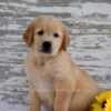 Image of Kai, a Golden Retriever puppy
