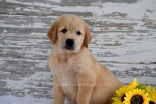 Image of Kai, a Golden Retriever puppy