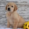 Image of Kai, a Golden Retriever puppy
