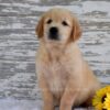 Image of Kai, a Golden Retriever puppy