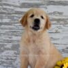 Image of Kai, a Golden Retriever puppy
