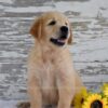 Image of Kai, a Golden Retriever puppy