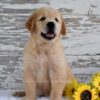 Image of Kai, a Golden Retriever puppy