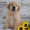 Image of Kai, a Golden Retriever puppy