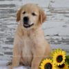 Image of Kai, a Golden Retriever puppy