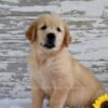 Image of Kai, a Golden Retriever puppy