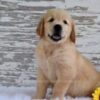 Image of Kai, a Golden Retriever puppy