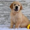 Image of Kai, a Golden Retriever puppy
