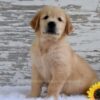 Image of Kai, a Golden Retriever puppy