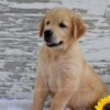 Image of Kai, a Golden Retriever puppy