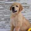 Image of Kai, a Golden Retriever puppy