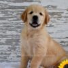 Image of Kai, a Golden Retriever puppy